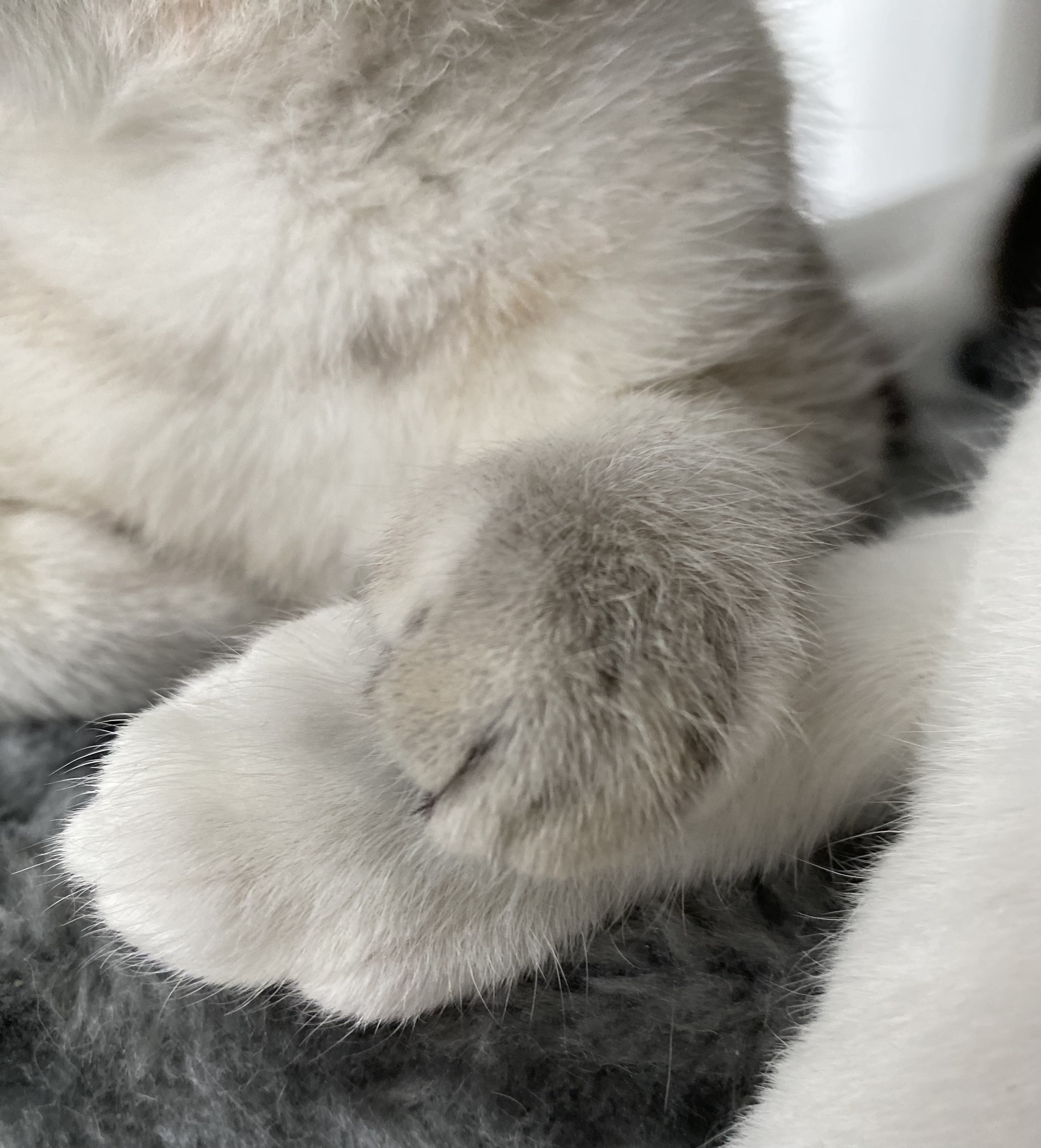 Katzenpfoten berühren sich