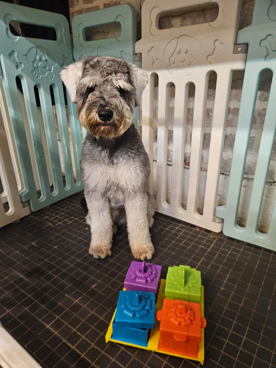 Puppy Training 101 Guide With Fetch Me Later Blog Single Page Layout