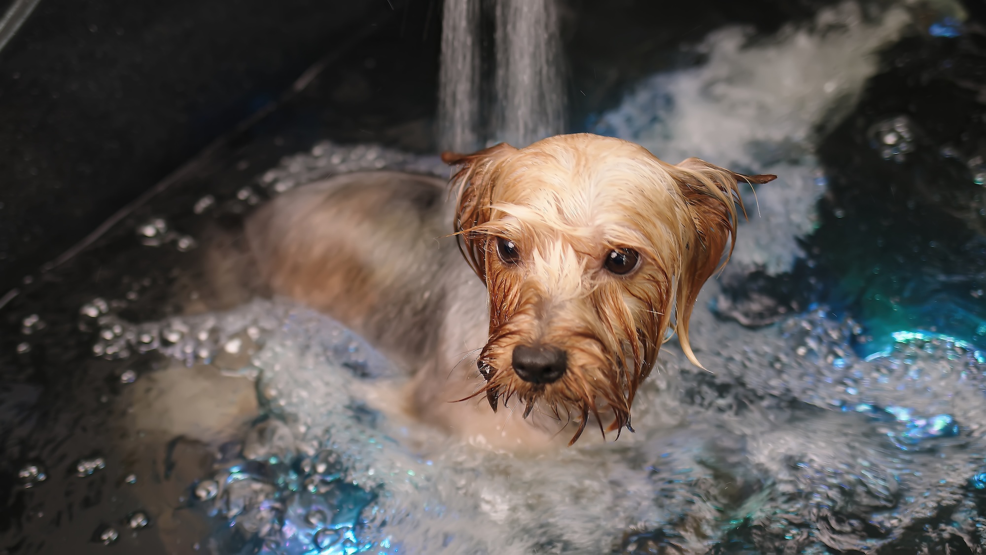 Ozontherapie Katzen und Hunde