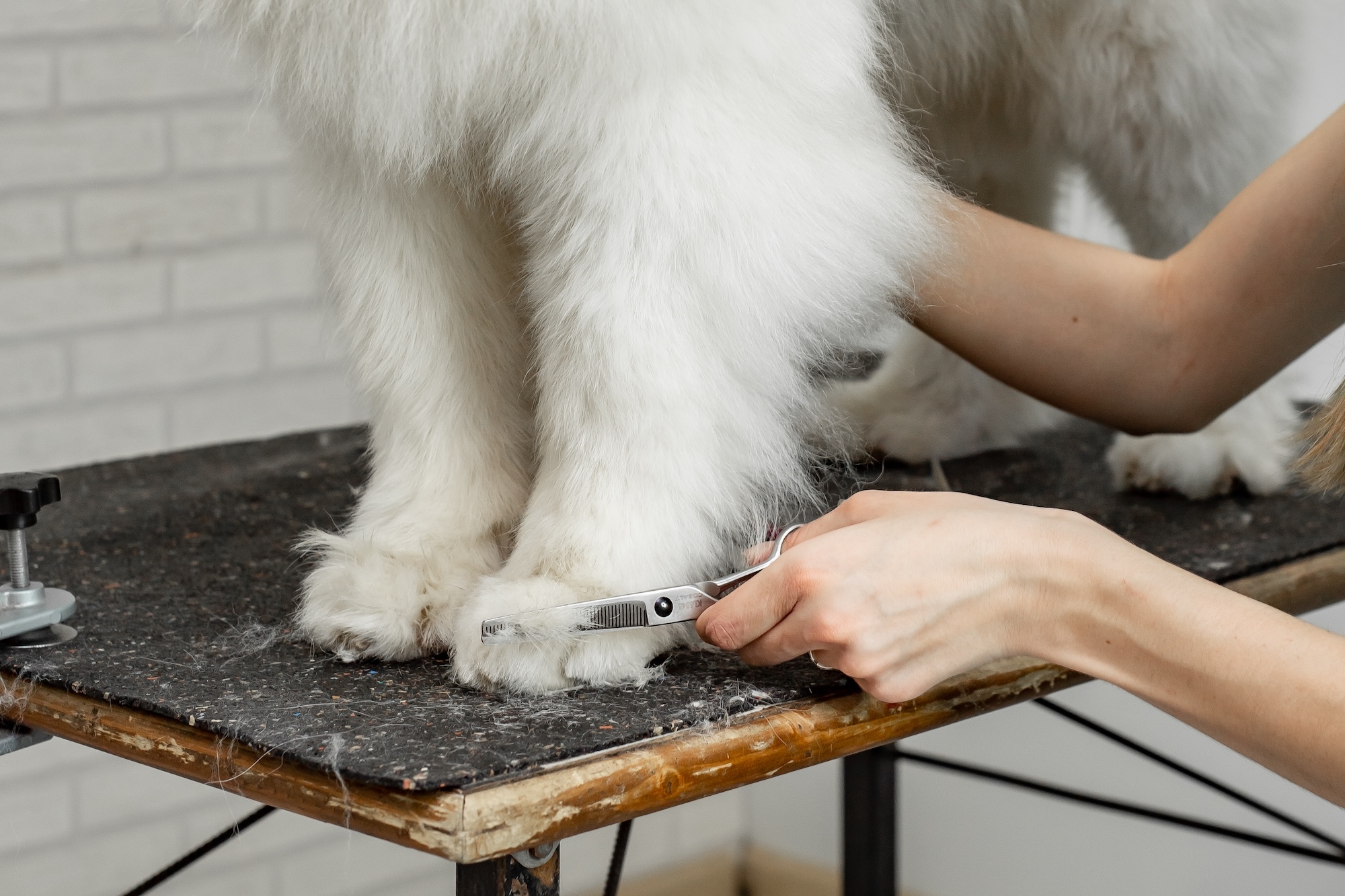 Schneiden mit Schere bei Hunden