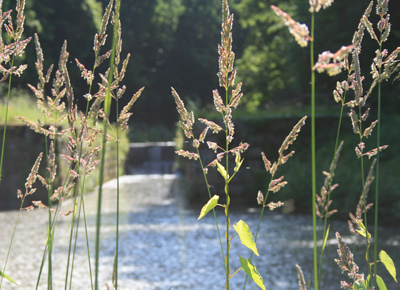 Foto von einem Weiher