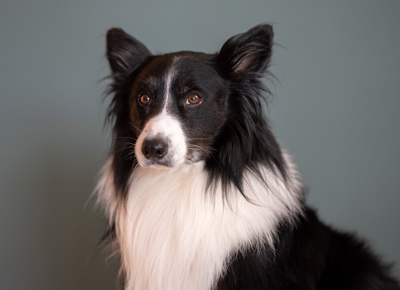 Foto vom Therapie-Hund Timmy
