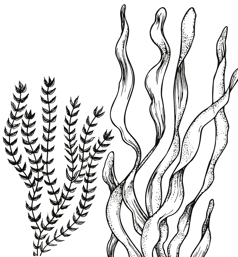 Seepflanzen Illustration