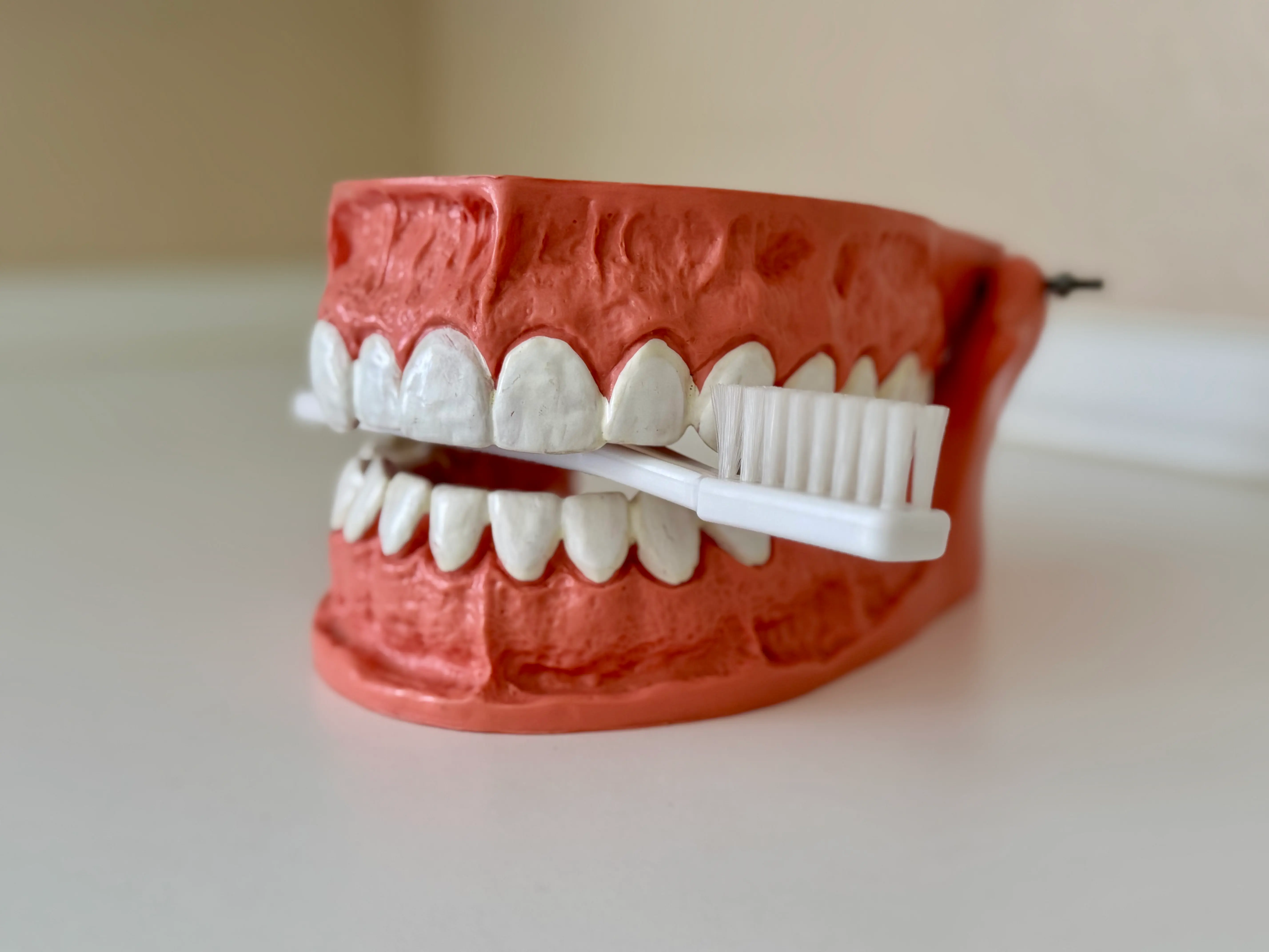 Zahnmodell mit Zahnbürste zwischen den Zähnen