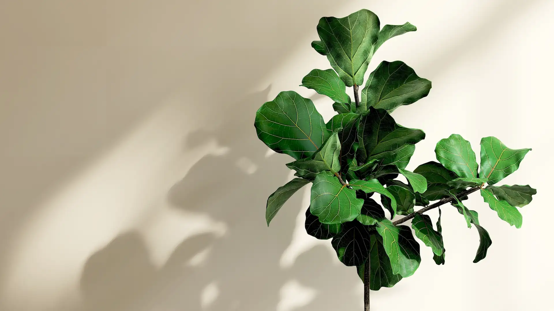 Dauerhafte Haarentfernung bei Alexandrit Aesthetics