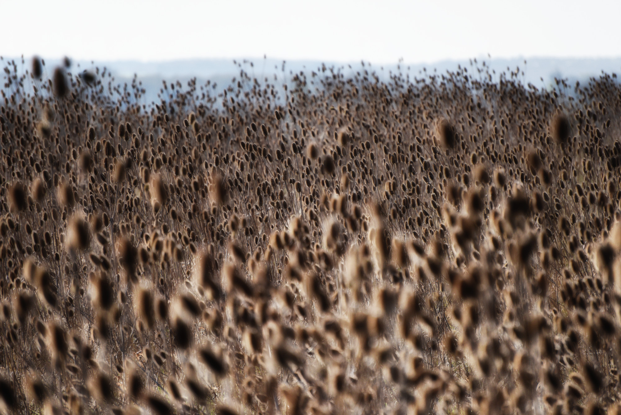 This Field of Thorn and Seed