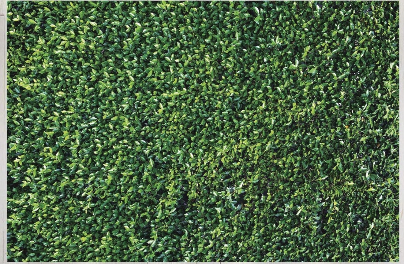 Evergreen Garden Wall backdrop