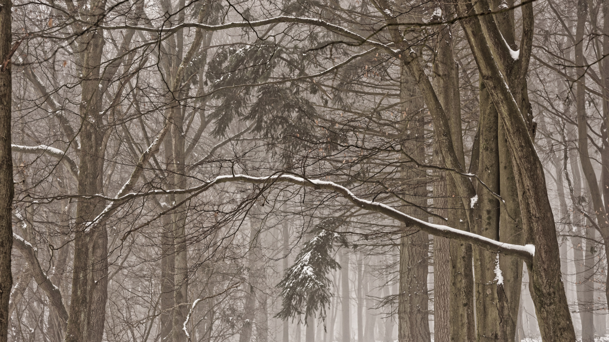 Arms of Beechwood Snow