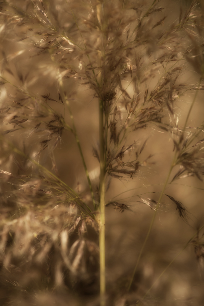 Autumn Pampas Grass