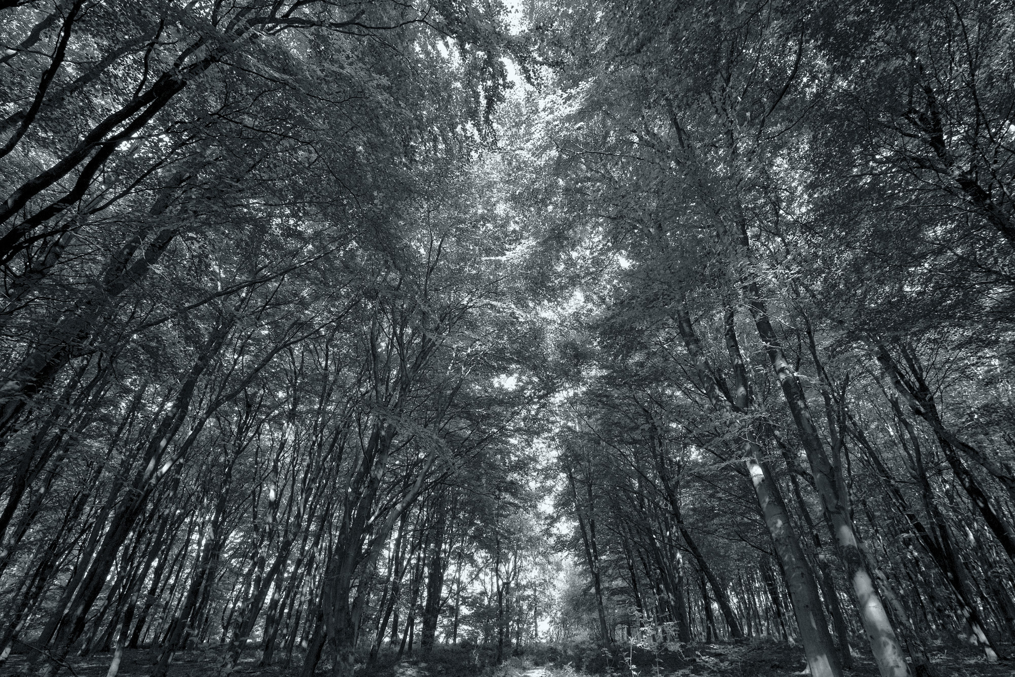 Beechwood Before Fall