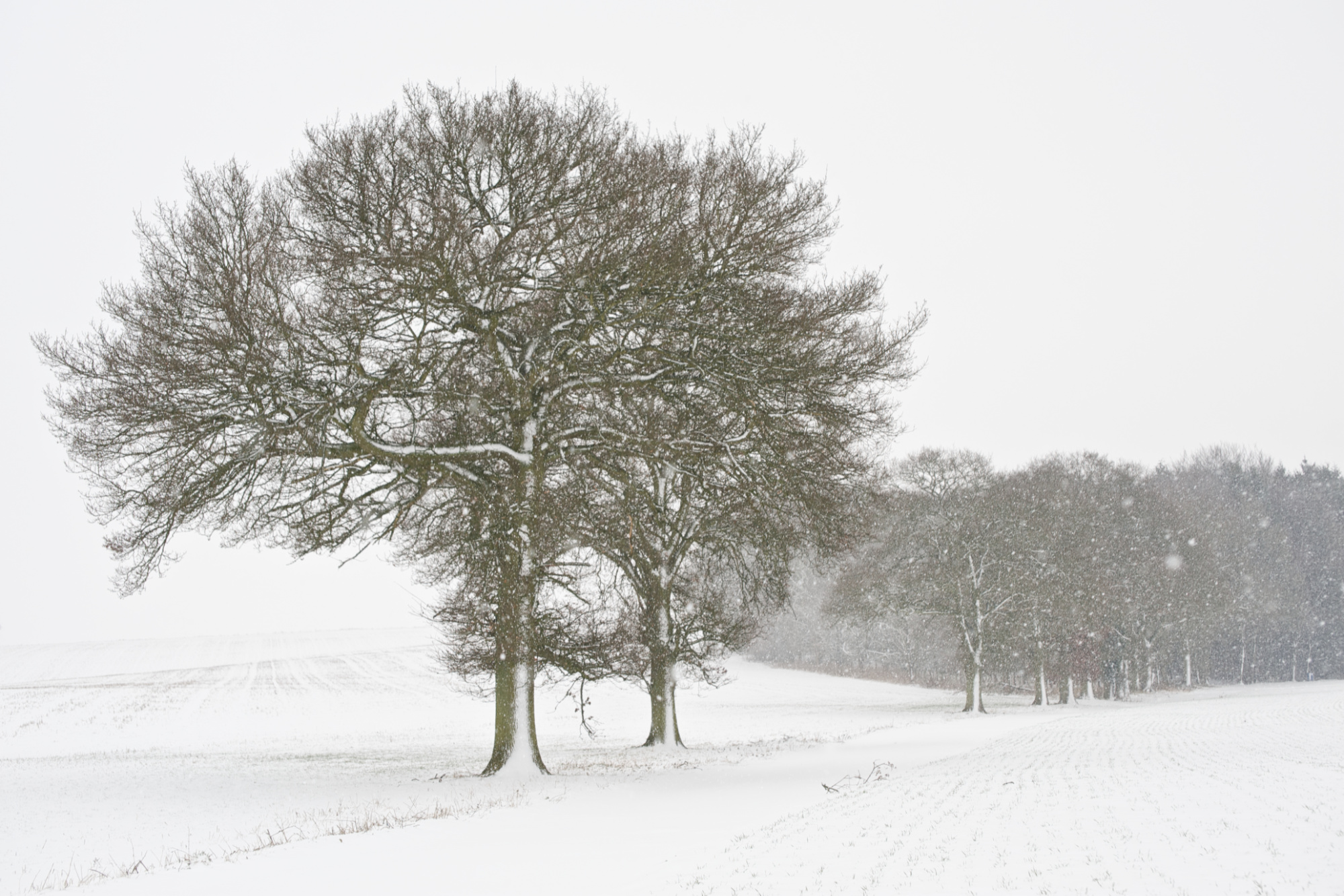 Cold Path to the Woods