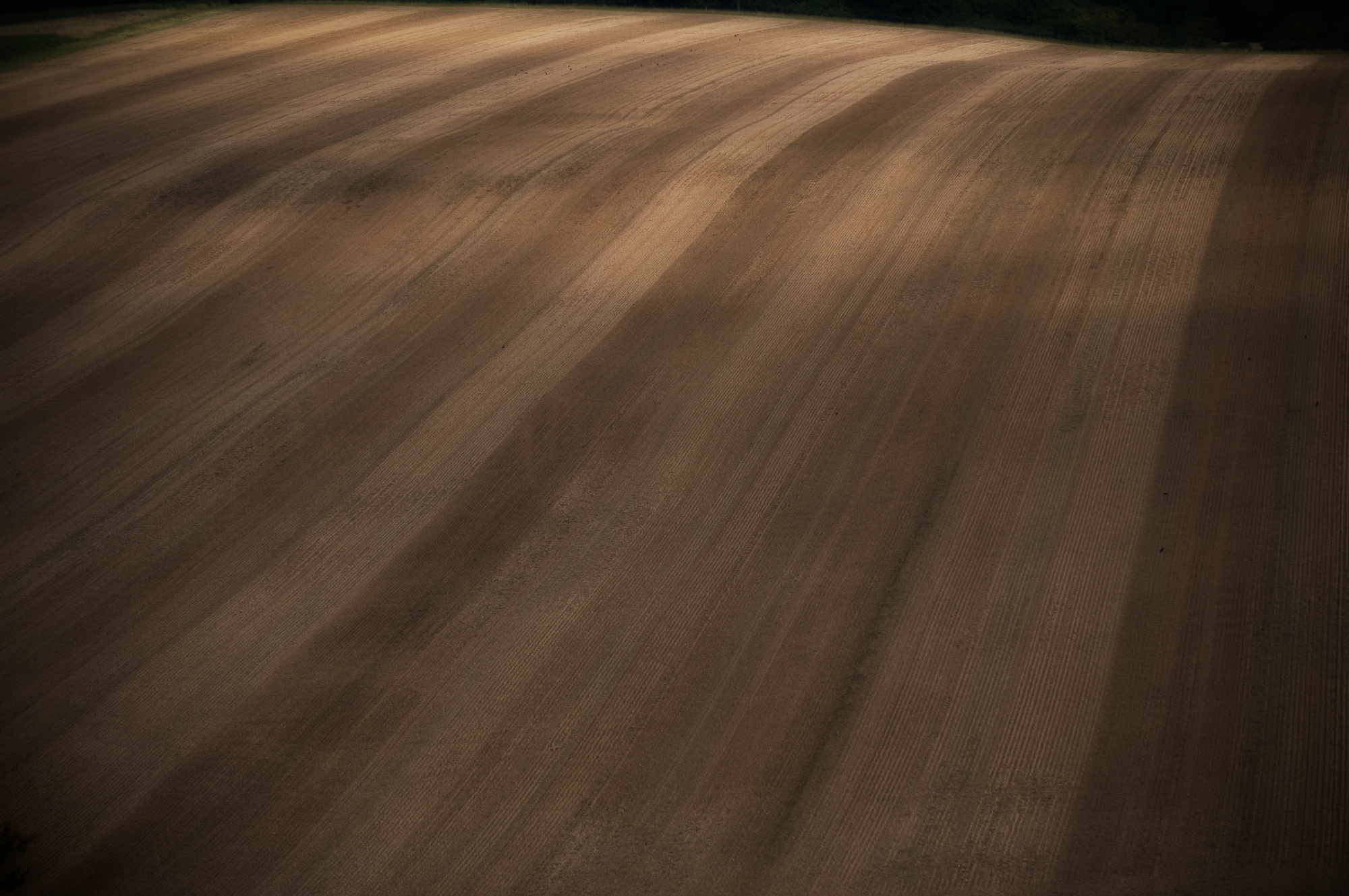 Finely Cropped Field