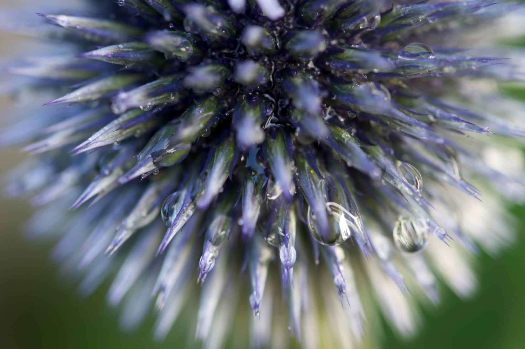 Globe Thistle After Rain