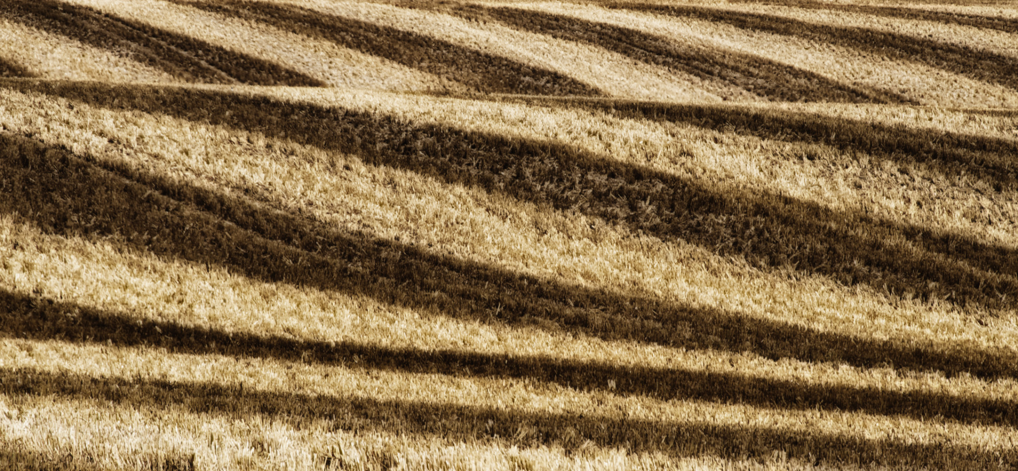 Harvest Long Since Past