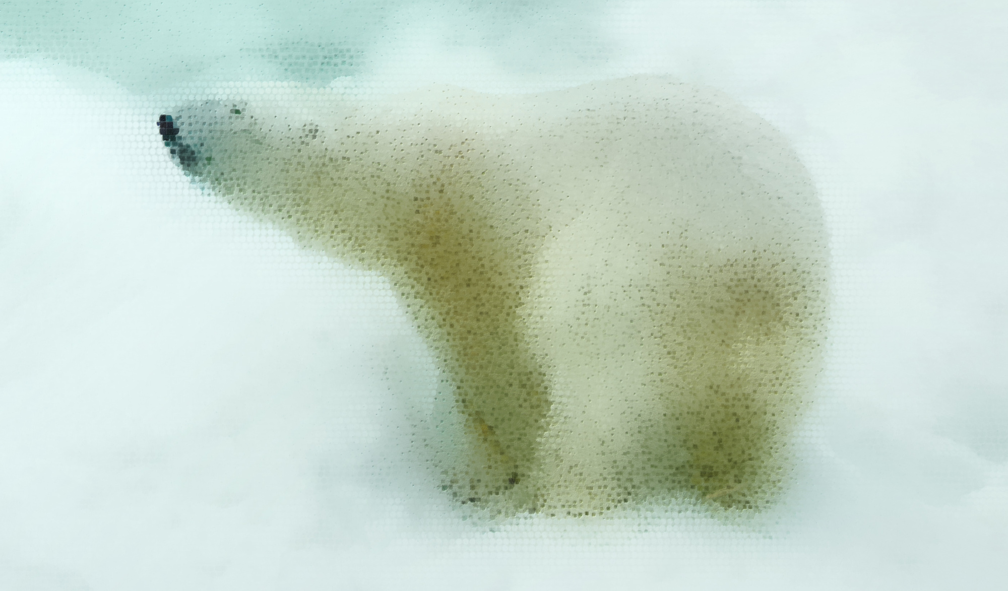 Polar Bear