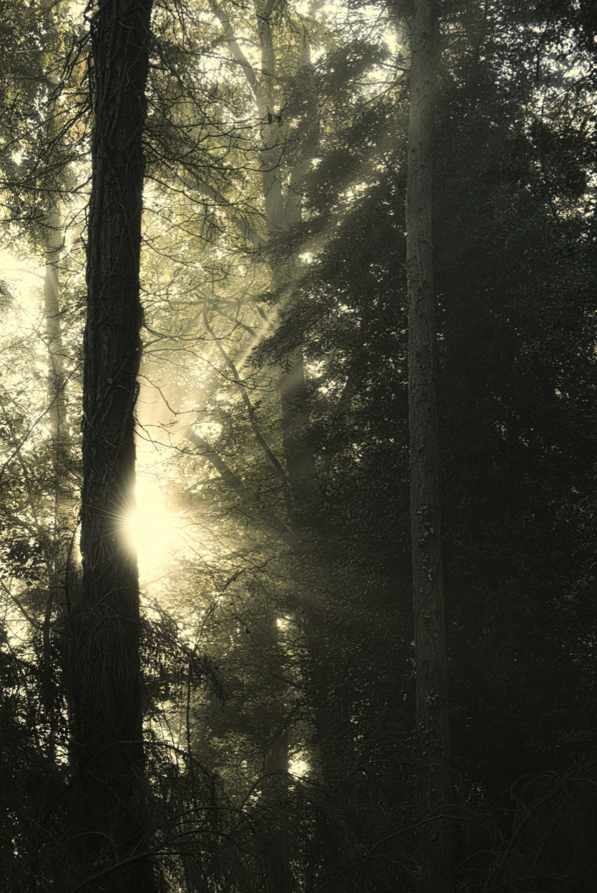 Seeing The Wood For The Trees