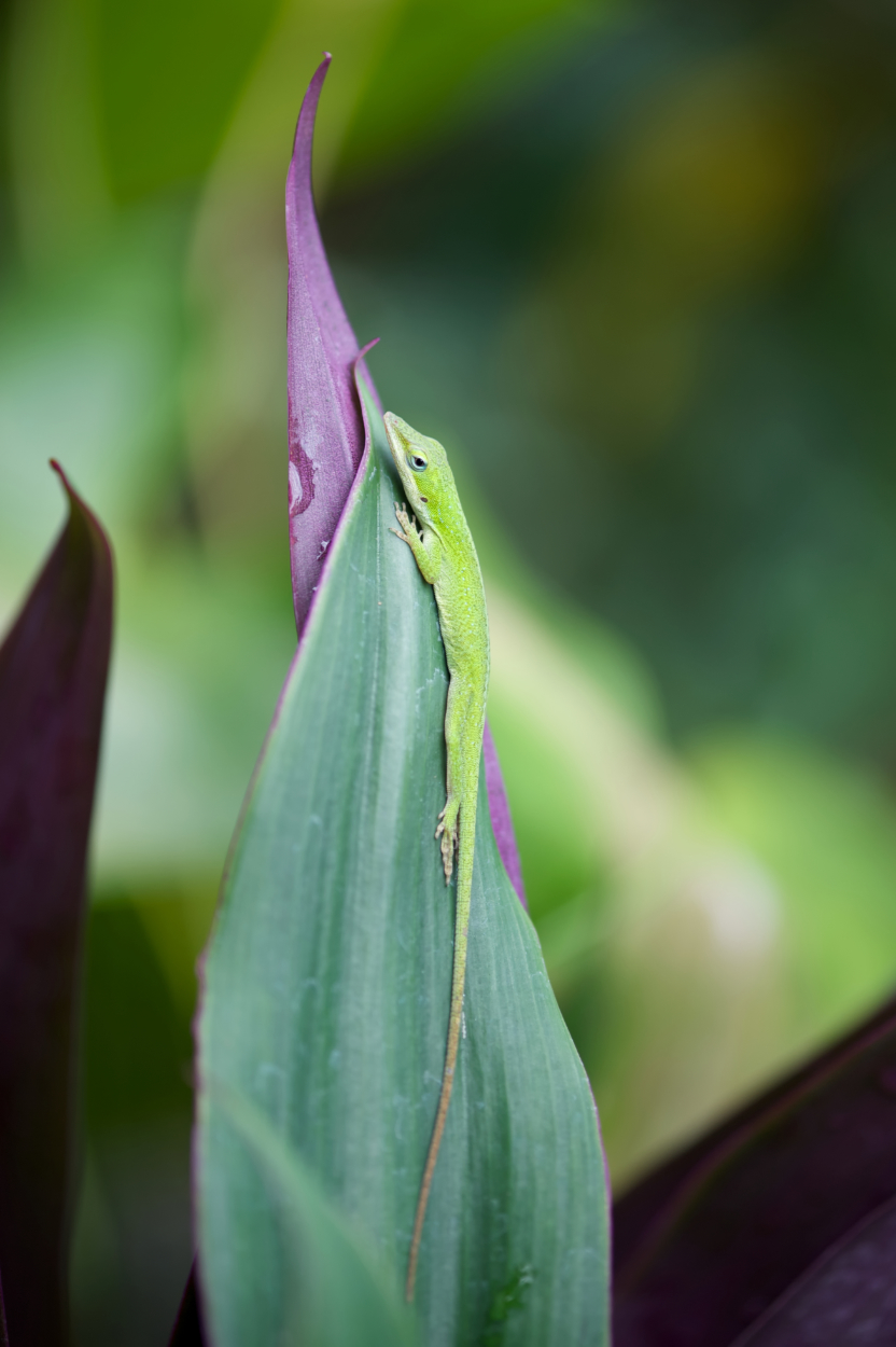 Small Green Lizard