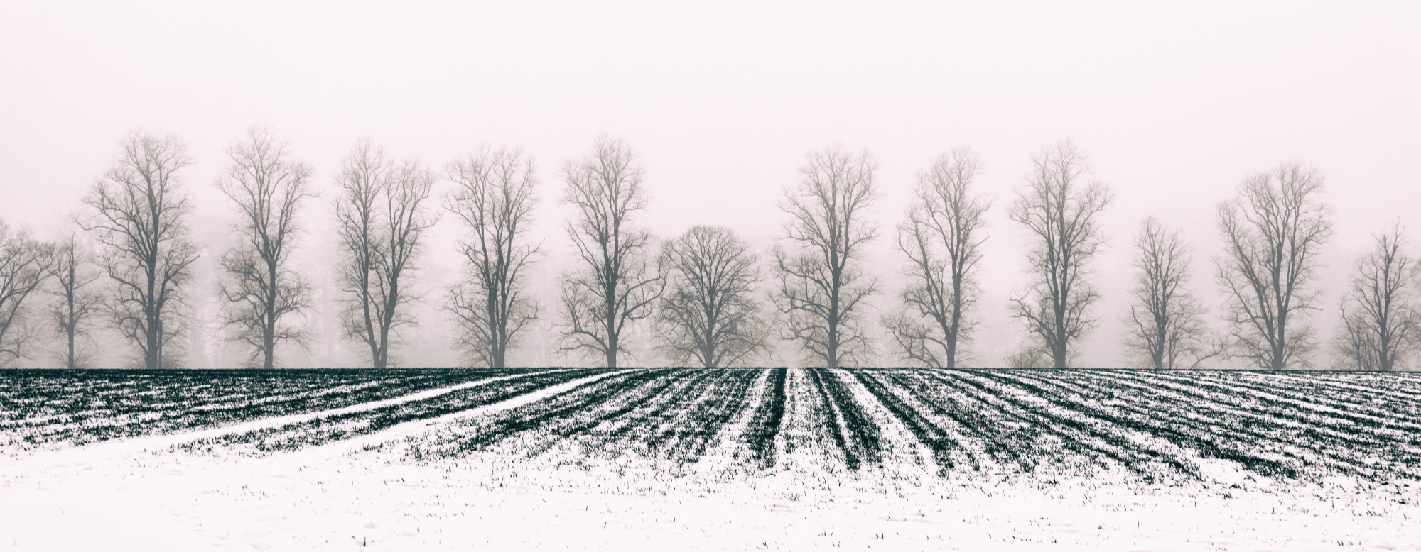 Snow Furrows and Winter Trees