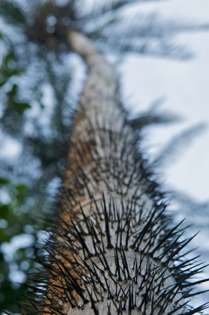 Spiny Palm Tree