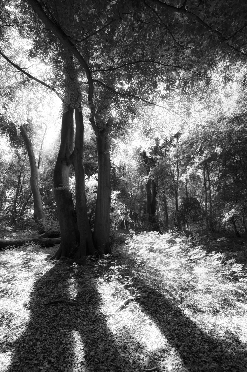 The Wood Where As A Child I Walked