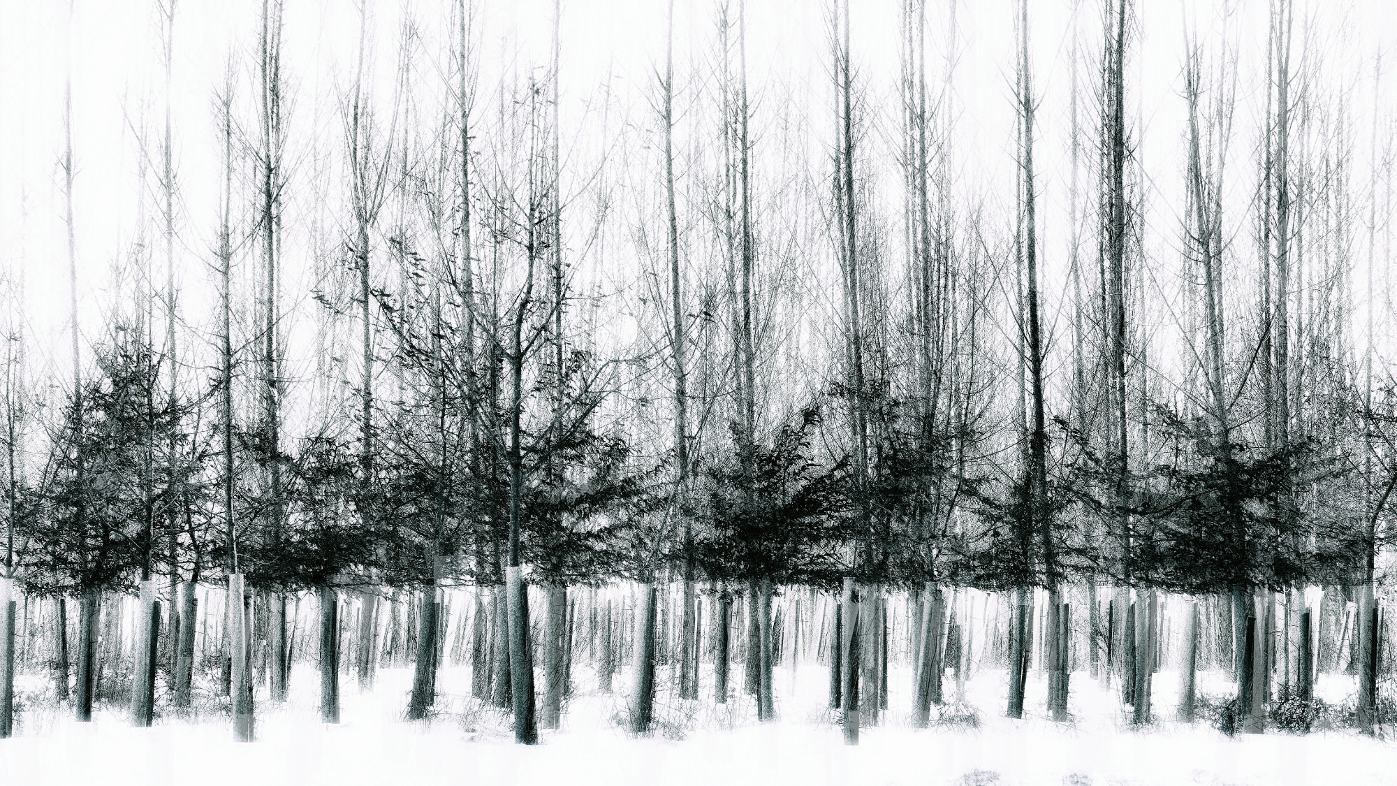 Young Trees In Winter Snow