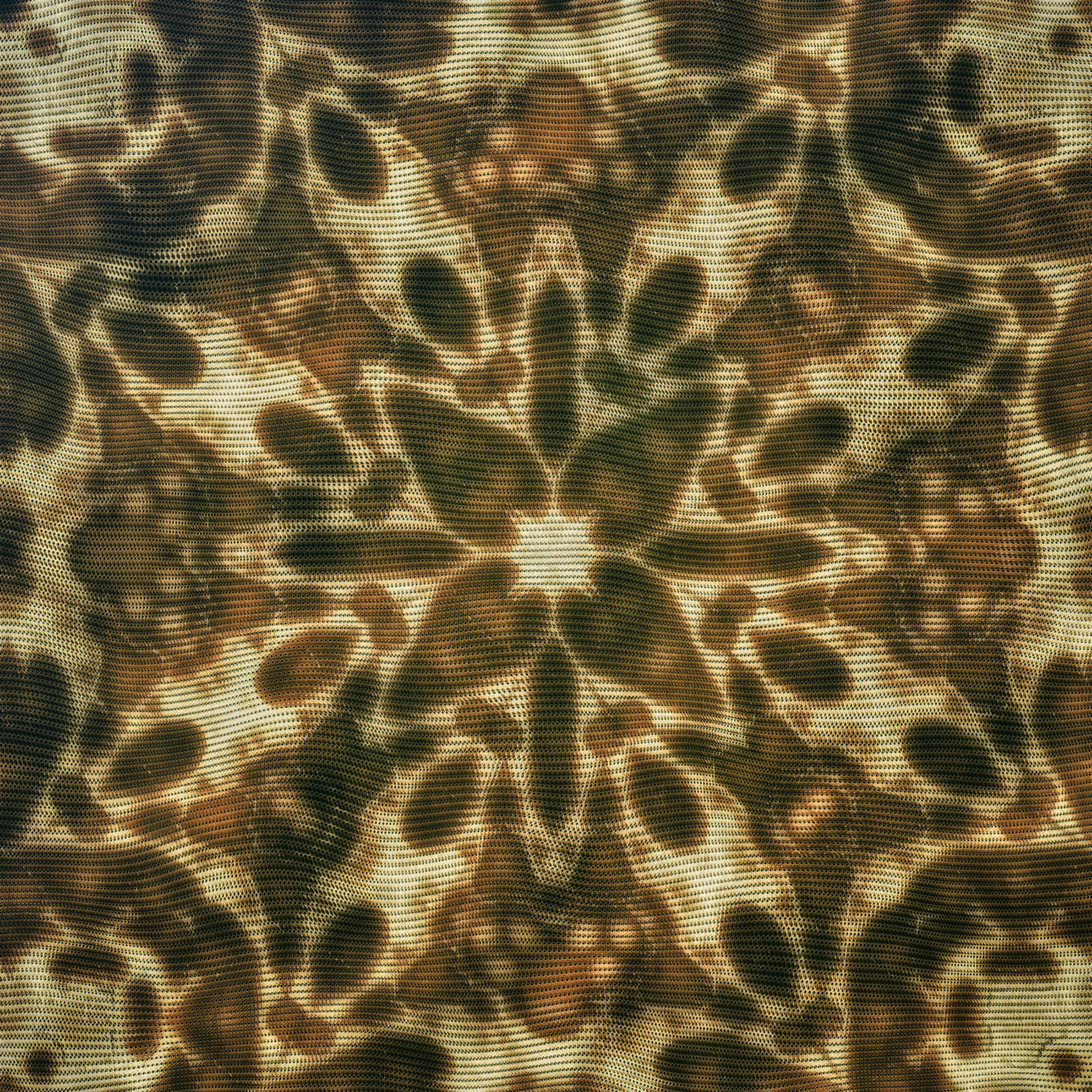 The Last Rose of Summer