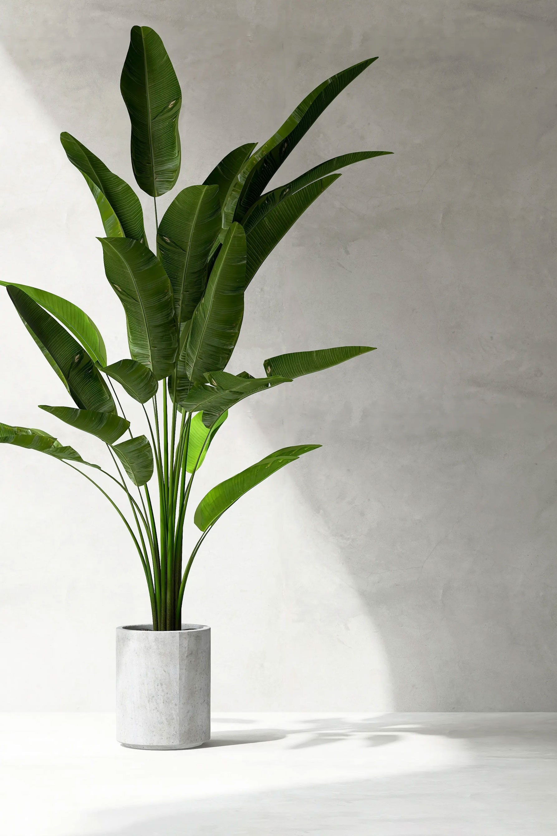 Pflanze vor grauer Wand