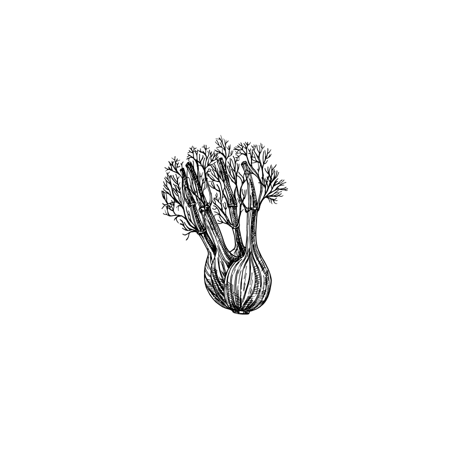 Fennel botanical illustration