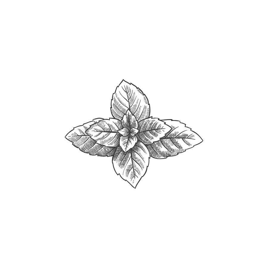 Mint botanical illustration
