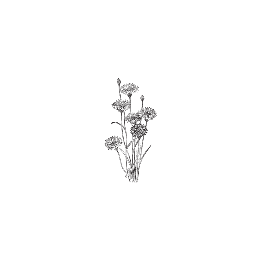 Cornflower botanical illustration