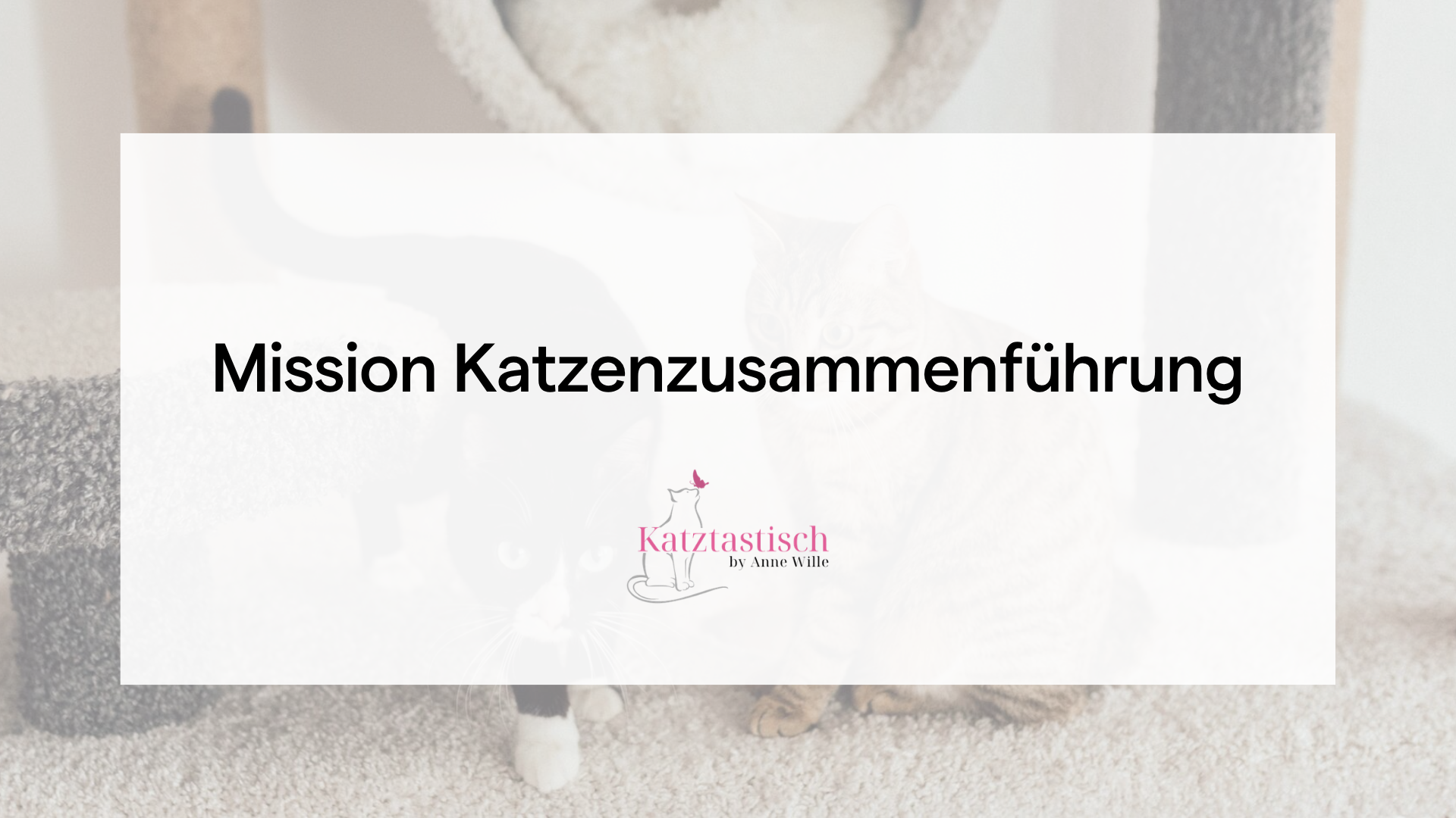 Aufzeichnung Mission Katzenzusammenführung