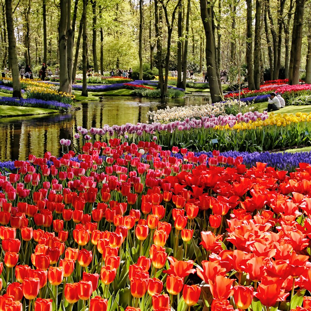 Tulip beds in bloom at Keukenhof gardens