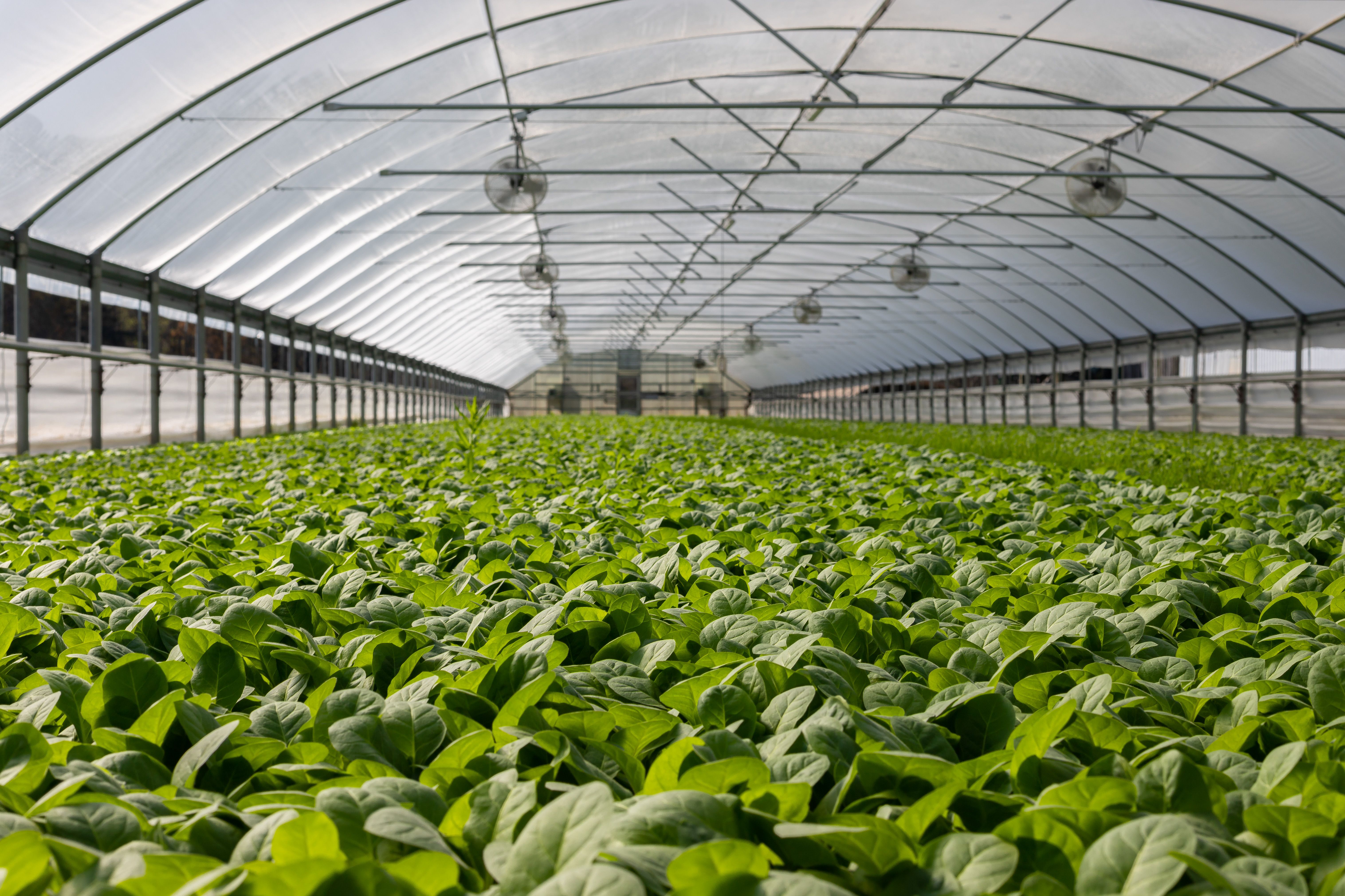 Climate smart Agriculture