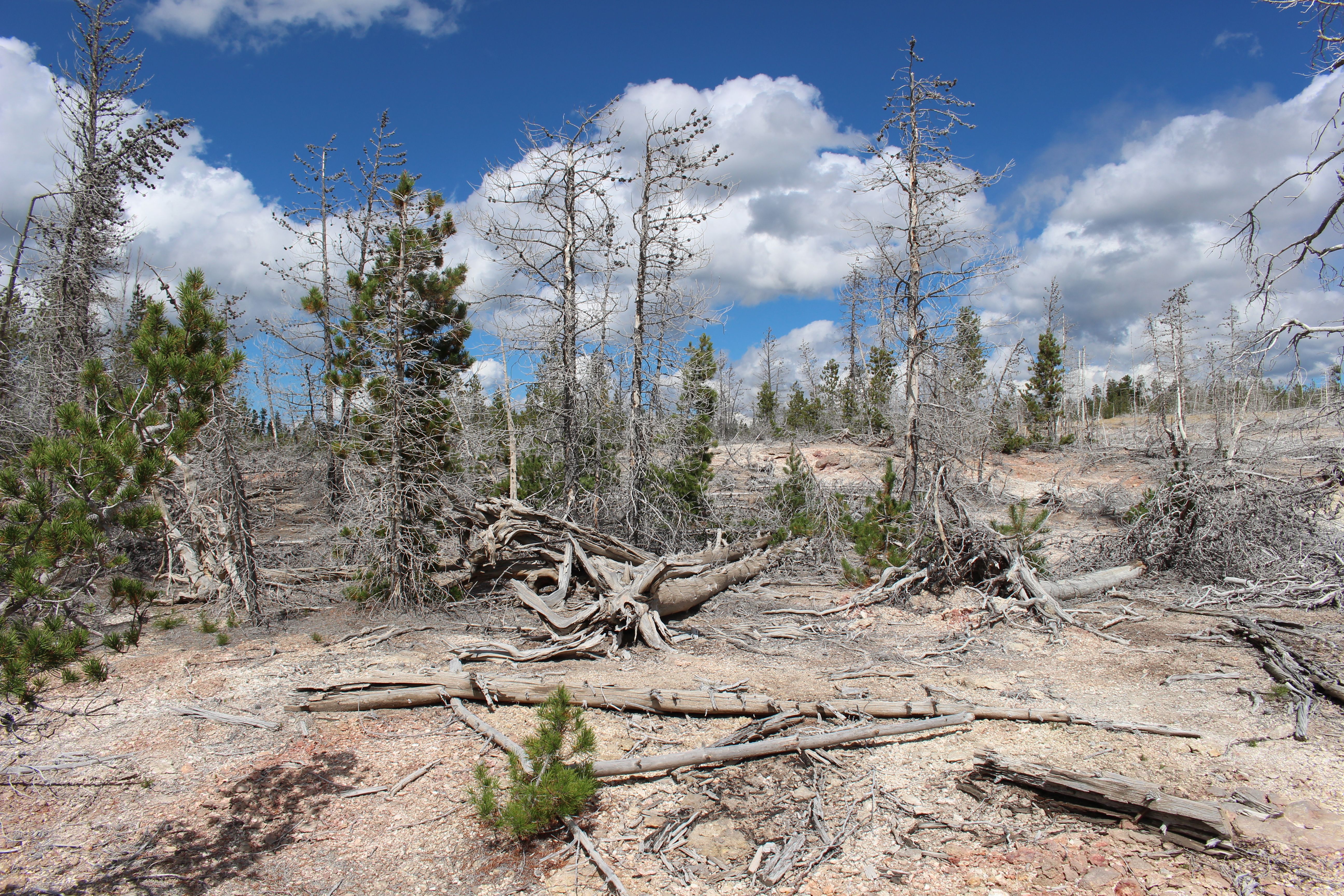 climate change dry forest scene