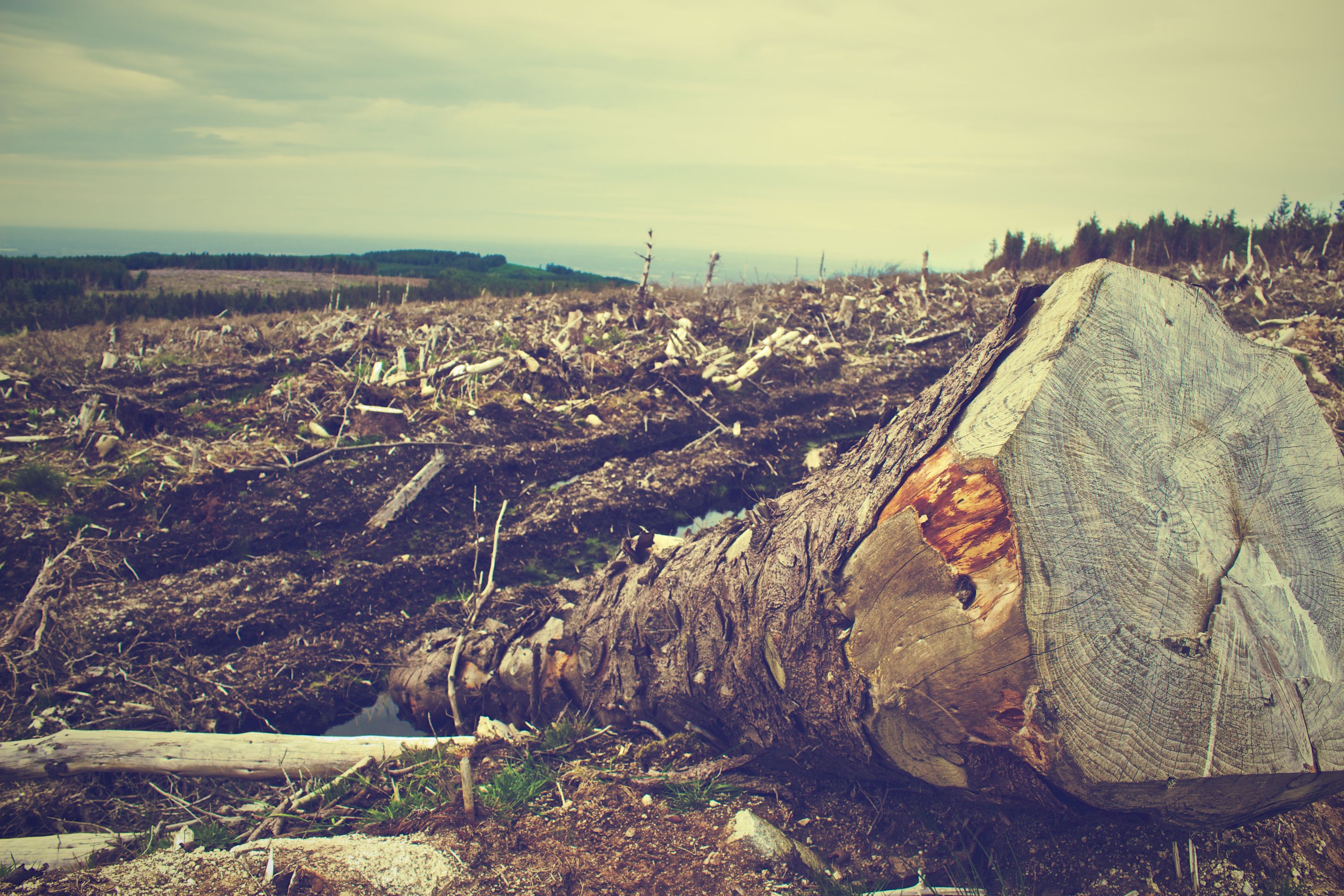 environmental degradation deforestation