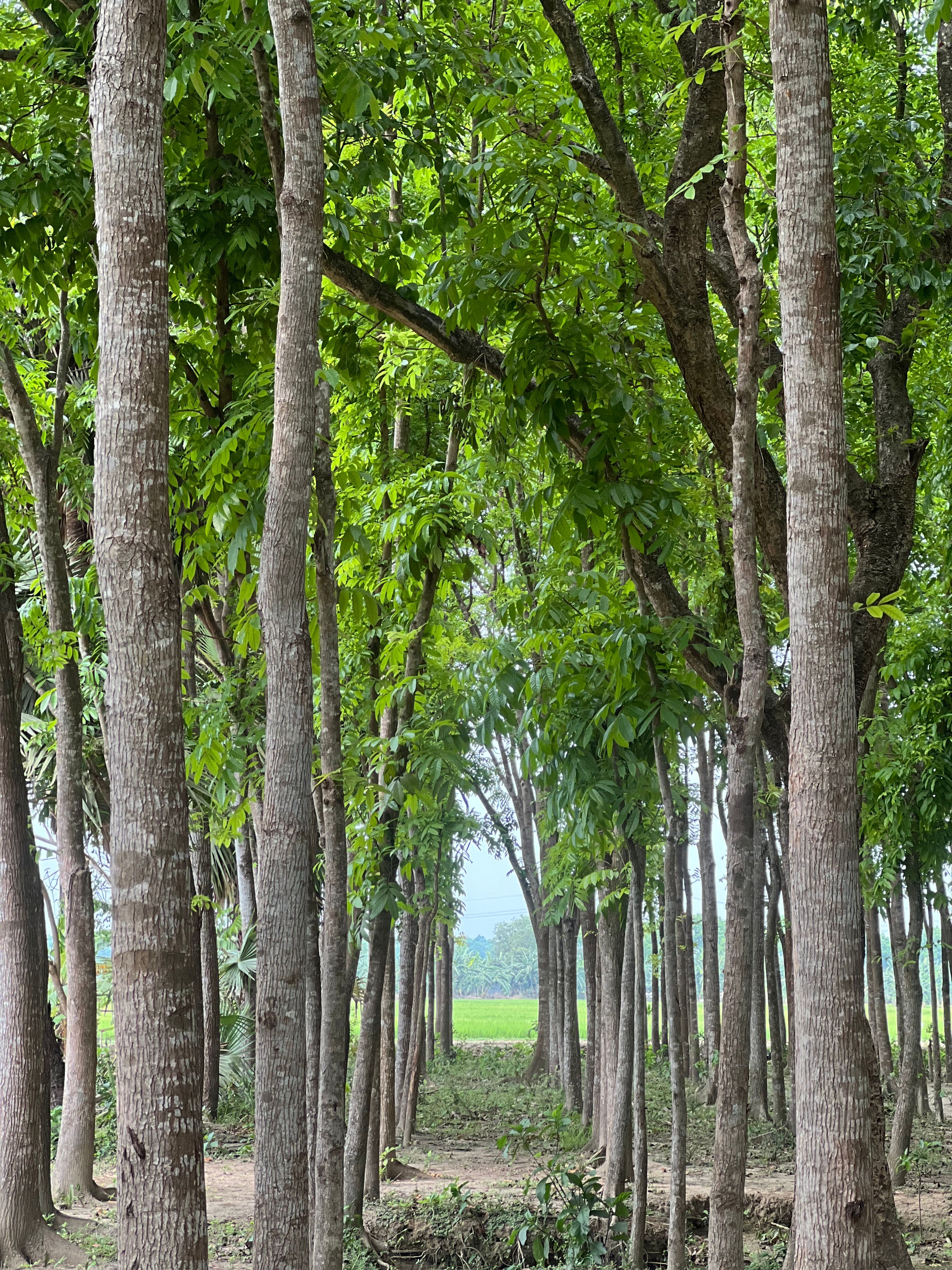 Forest landscape