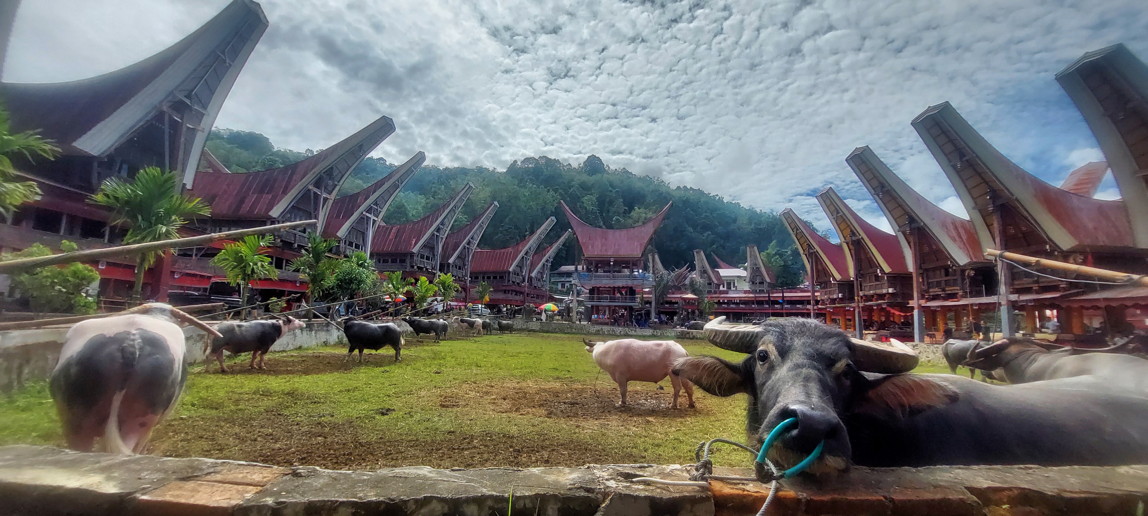 Tana Toraja landscape and traditional village, South Sulawesi