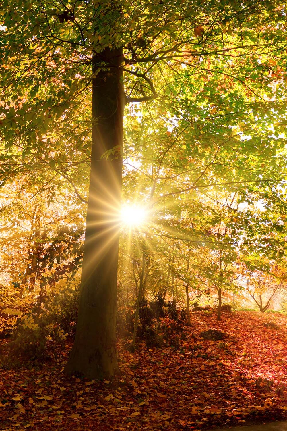 Sonnenstrahlen scheinen durch herbstlichen Wald
