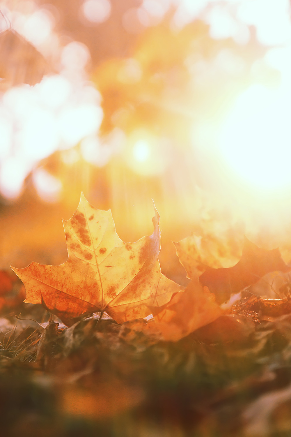 Herbstblatt am Boden, Sonnenlicht im Hintergrund