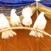 Die Tauben Gertrud,Elmse,Inka und Berto