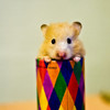 Unsere Hamster Hamdi und Damdi
