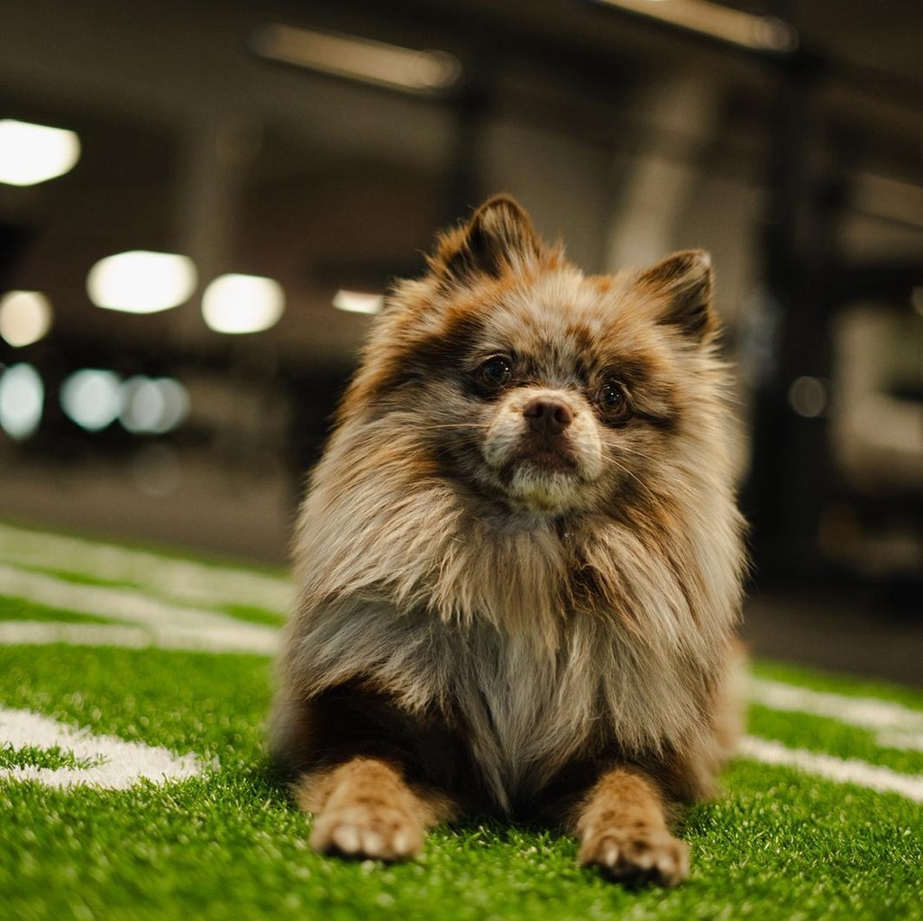 Vestibularsyndrom/Head Bobbing