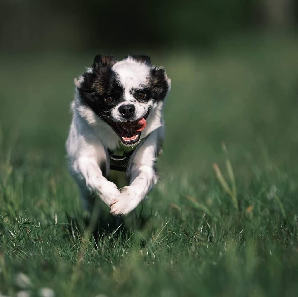 Futtermittelallergie/Leaky Gut Syndrom 