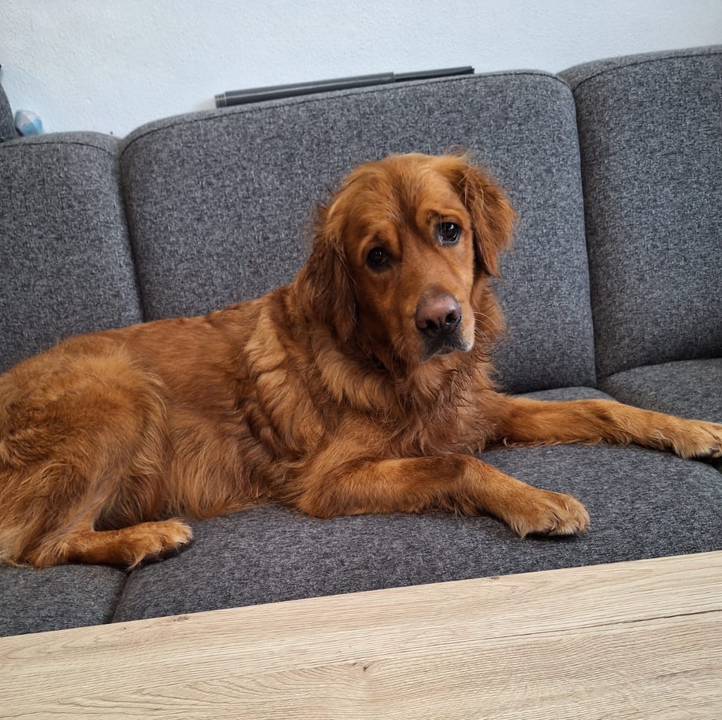 Futtermittel Intoleranz