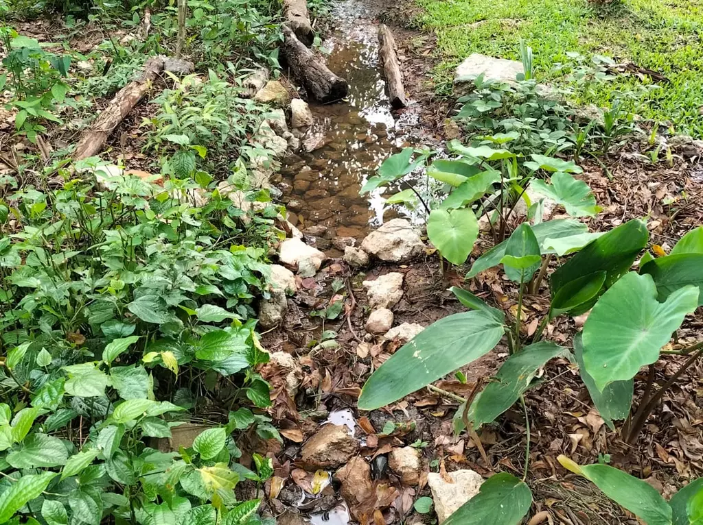 Boon Lay Nature Garden Rain Garden