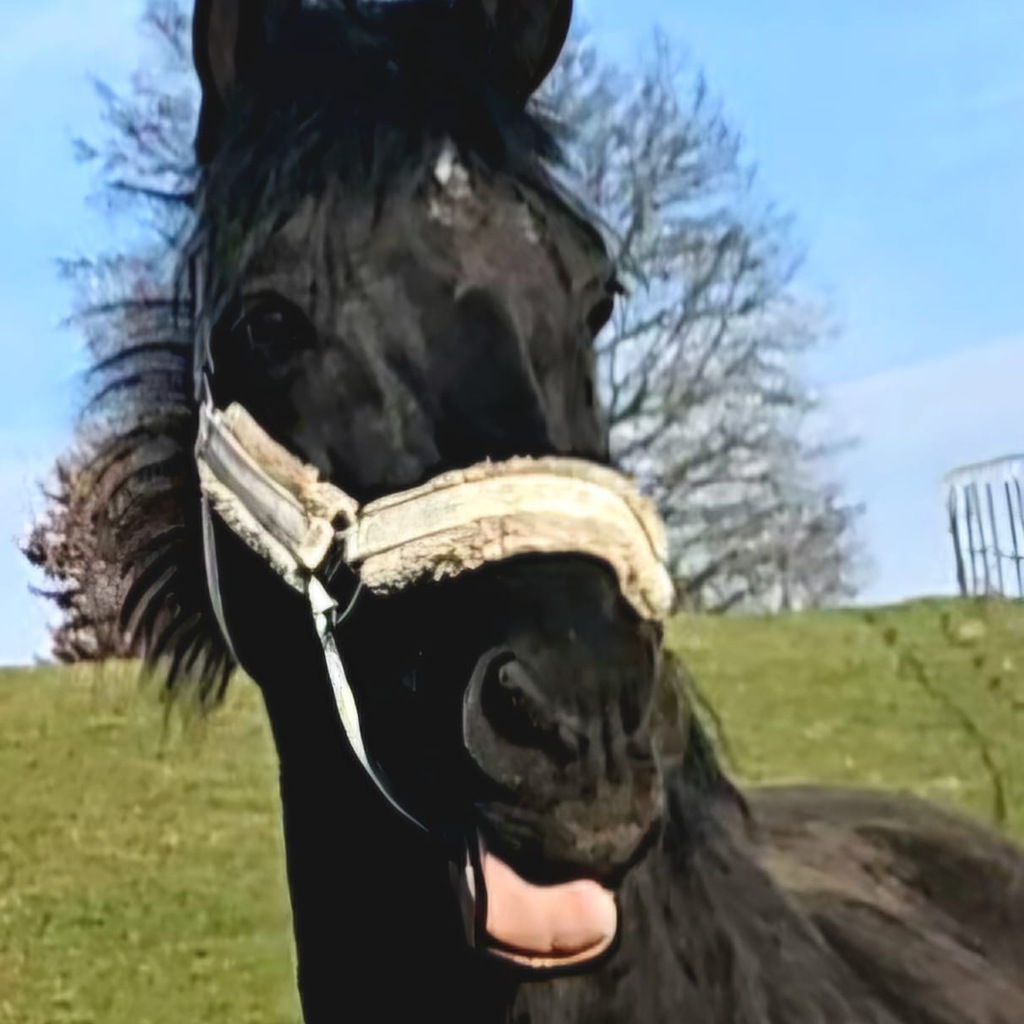 IBD/Leaky Gut Syndrom