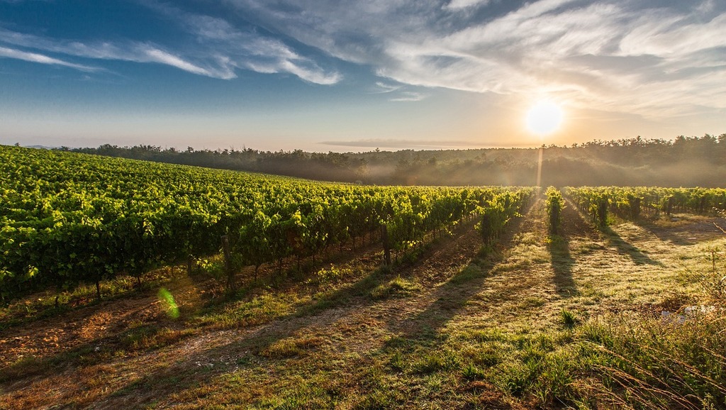 Weinlandtour - Burgenland