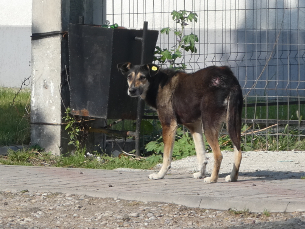 Amarok