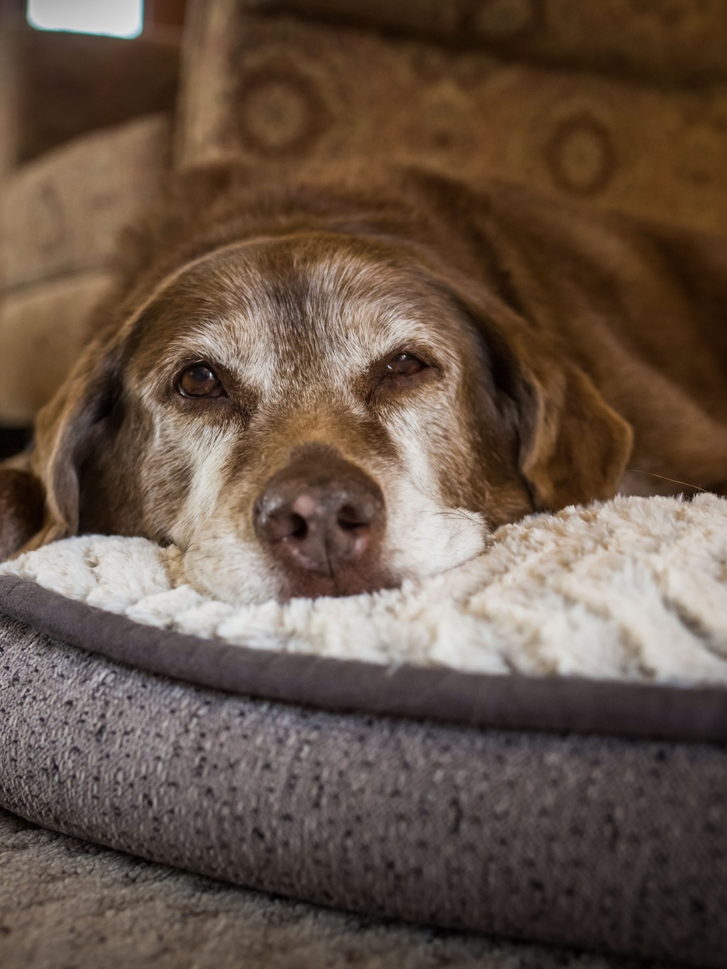 Hundesenioren Therapie