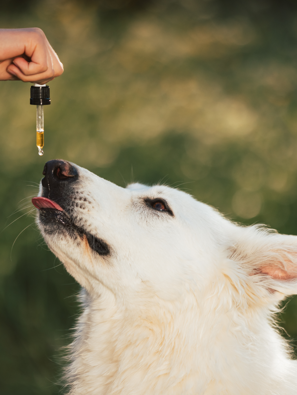 Naturheilkunde für Hunde